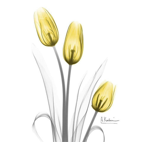 Illuminating Tulip Trio White Modern Wood Framed Art Print by Koetsier, Albert