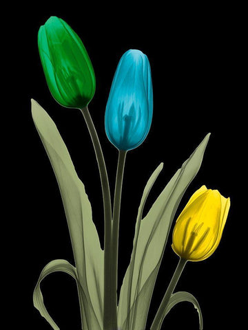 Jeweled Tulip Trio 3 Black Ornate Wood Framed Art Print with Double Matting by Koetsier, Albert