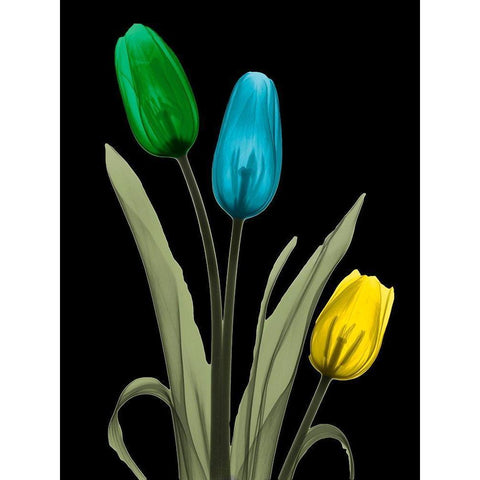 Jeweled Tulip Trio 3 White Modern Wood Framed Art Print by Koetsier, Albert