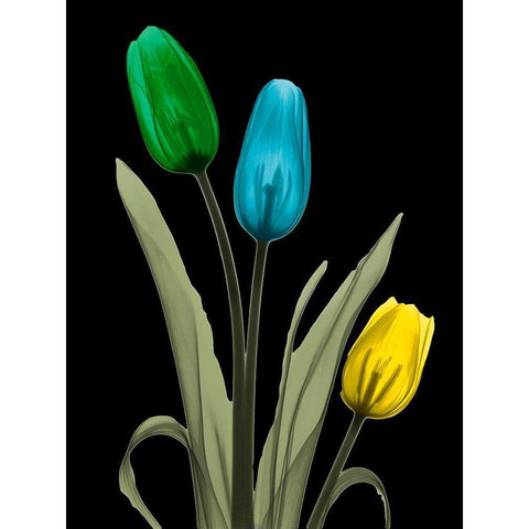 Jeweled Tulip Trio 3 Black Modern Wood Framed Art Print by Koetsier, Albert