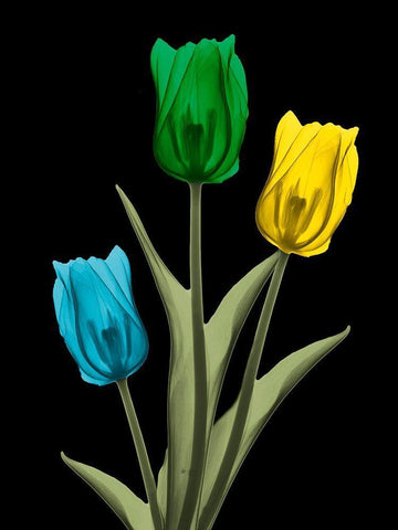 Jeweled Tulip Trio 4 Black Ornate Wood Framed Art Print with Double Matting by Koetsier, Albert