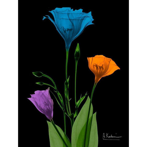 Jewel Gentian Buddies 4 Gold Ornate Wood Framed Art Print with Double Matting by Koetsier, Albert