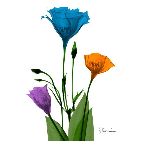 Jewel Gentian Buddies 2 Black Modern Wood Framed Art Print by Koetsier, Albert