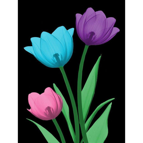 Shiny Tulips 3 White Modern Wood Framed Art Print by Koetsier, Albert