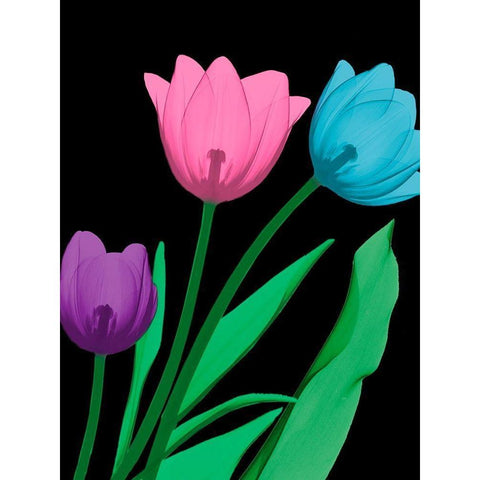 Shiny Tulips 4 Black Modern Wood Framed Art Print with Double Matting by Koetsier, Albert