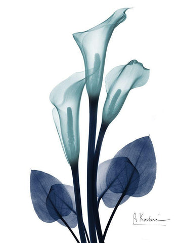 Midnight Calla Lily 1 White Modern Wood Framed Art Print with Double Matting by Koetsier, Albert