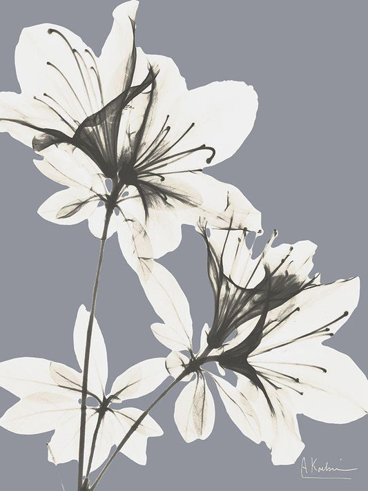 Image Only