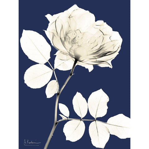 Rose Cool Dynasty 1 White Modern Wood Framed Art Print by Koetsier, Albert