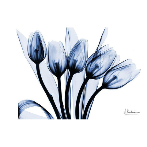 Marvelous Indigo Tulips 2 Black Modern Wood Framed Art Print with Double Matting by Koetsier, Albert
