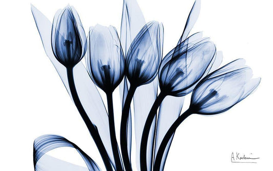 Image Only