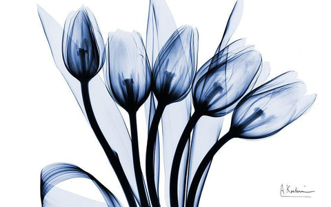 Marvelous Indigo Tulips 2 White Modern Wood Framed Art Print with Double Matting by Koetsier, Albert