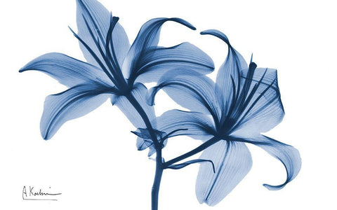 Indigo Infused Lily 2 Black Ornate Wood Framed Art Print with Double Matting by Koetsier, Albert