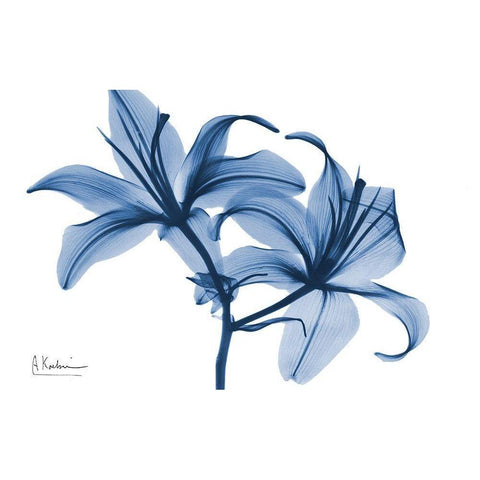 Indigo Infused Lily 2 White Modern Wood Framed Art Print by Koetsier, Albert