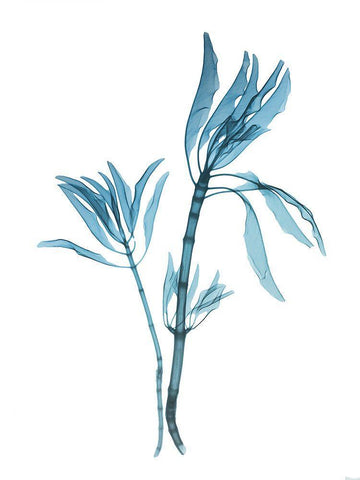 Blue Leucadendron White Modern Wood Framed Art Print with Double Matting by Koetsier, Albert