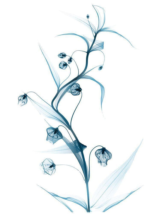 Image Only