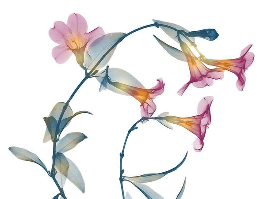 Image Only