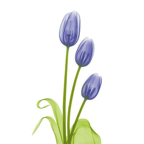 Blue Iris Tulip L78 White Modern Wood Framed Art Print by Koetsier, Albert