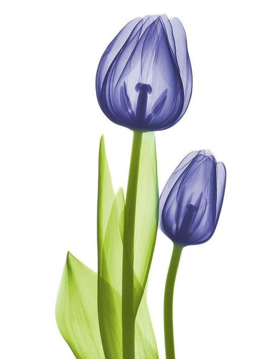Image Only