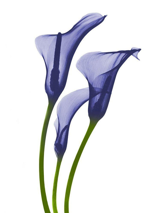 Image Only