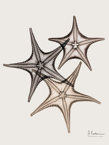 _Sand Starfish White Modern Wood Framed Art Print with Double Matting by Koetsier, Albert