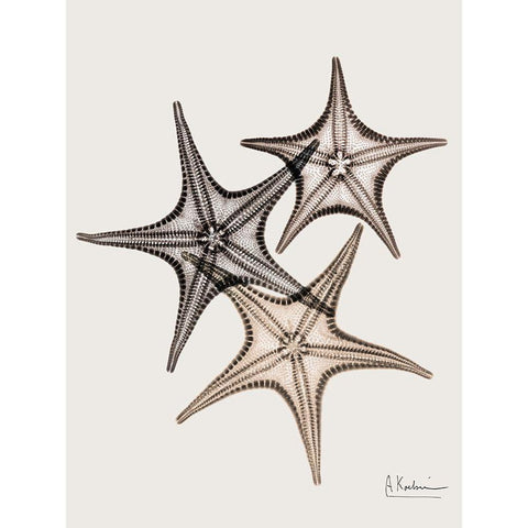 _Sand Starfish Gold Ornate Wood Framed Art Print with Double Matting by Koetsier, Albert