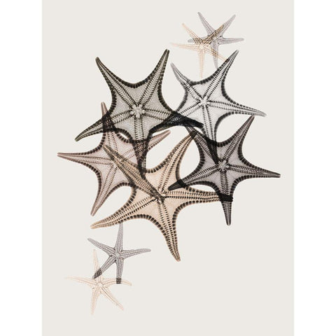 Sand Starfish 2 Black Modern Wood Framed Art Print with Double Matting by Koetsier, Albert