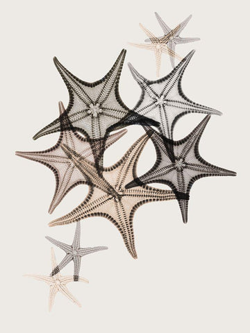 Sand Starfish 2 Black Ornate Wood Framed Art Print with Double Matting by Koetsier, Albert