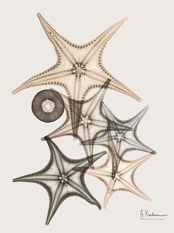 Sand Starfish 3 White Modern Wood Framed Art Print with Double Matting by Koetsier, Albert