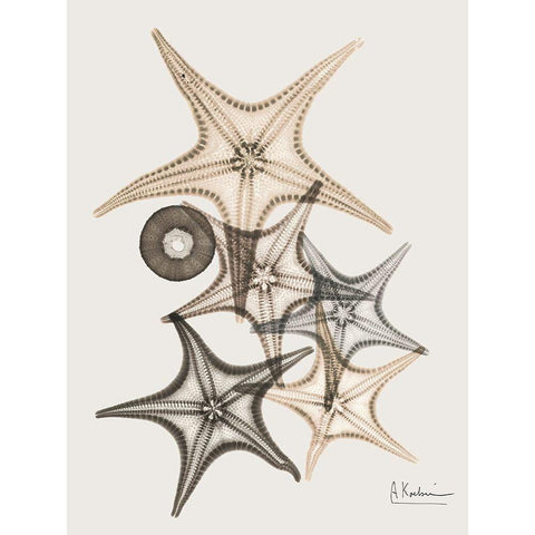 Sand Starfish 3 White Modern Wood Framed Art Print by Koetsier, Albert