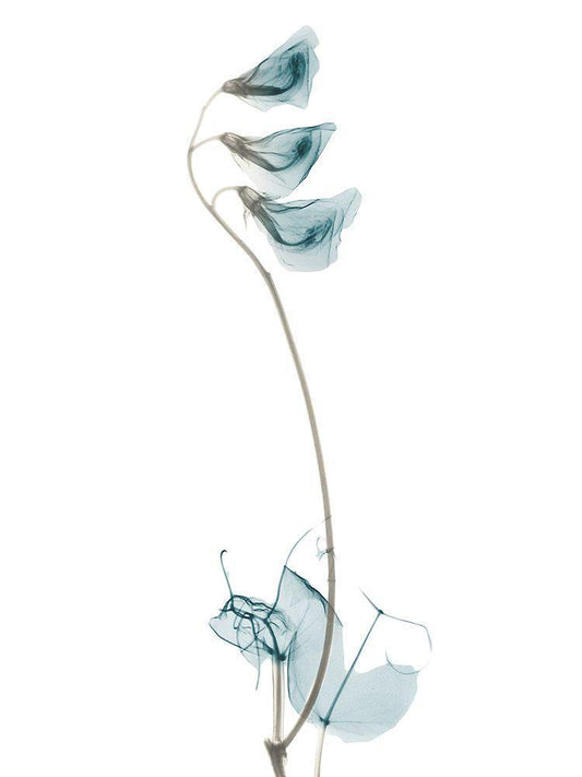 Image Only