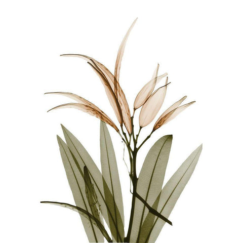 Urban Oleander Seed Pod White Modern Wood Framed Art Print by Koetsier, Albert