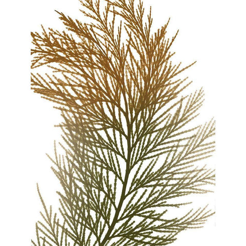 Urban Incense Cedar White Modern Wood Framed Art Print by Koetsier, Albert