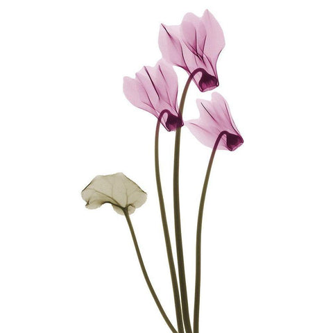 Delightful Cyclamen H11 Black Modern Wood Framed Art Print by Koetsier, Albert