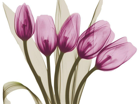Vibrant Marching Tulips White Modern Wood Framed Art Print with Double Matting by Koetsier, Albert