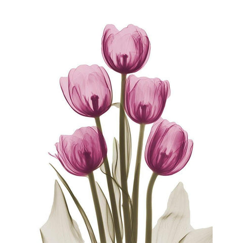 Vibrant Tulip Tower White Modern Wood Framed Art Print by Koetsier, Albert