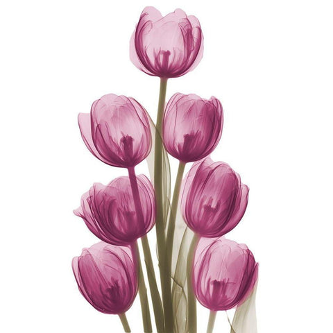 Vibrant Tulip Tower Black Modern Wood Framed Art Print by Koetsier, Albert