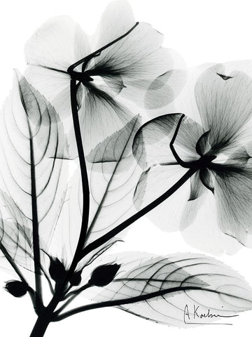 Impatient Growth Black Modern Wood Framed Art Print by Koetsier, Albert