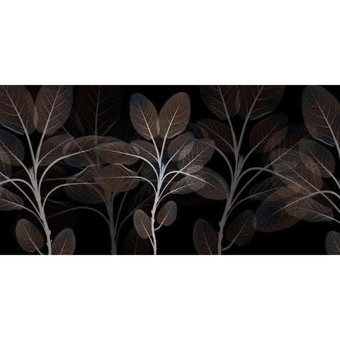 Cocoa Blooms 1 Black Modern Wood Framed Art Print with Double Matting by Koetsier, Albert