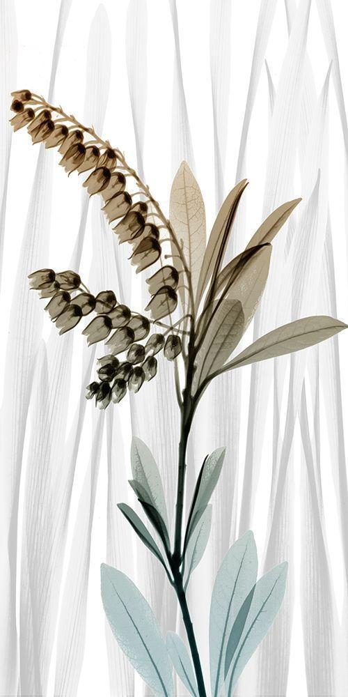 Image Only