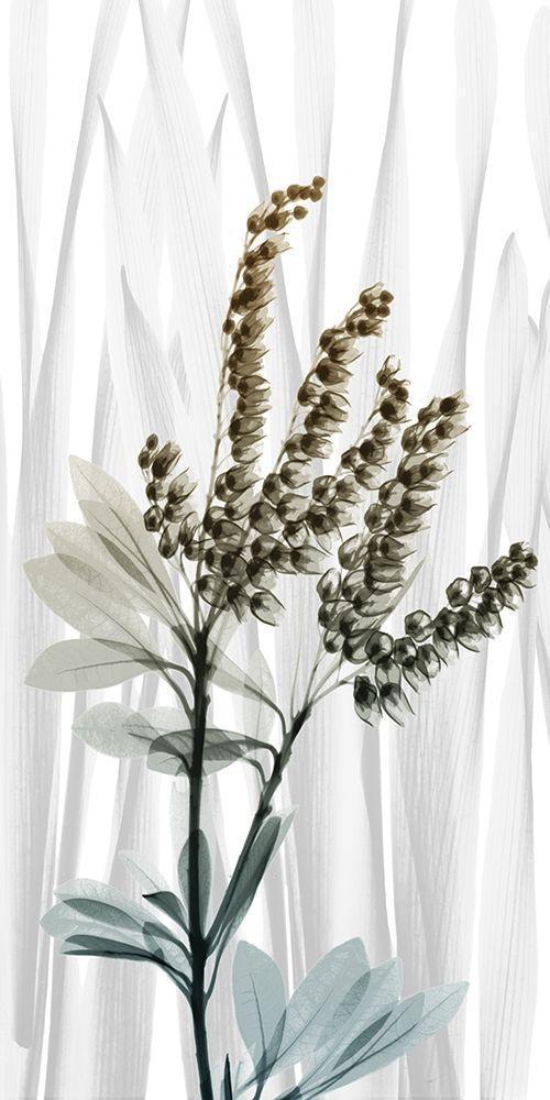 Image Only