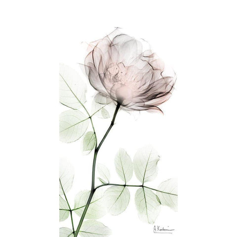 Loving Rose 1 White Modern Wood Framed Art Print by Koetsier, Albert