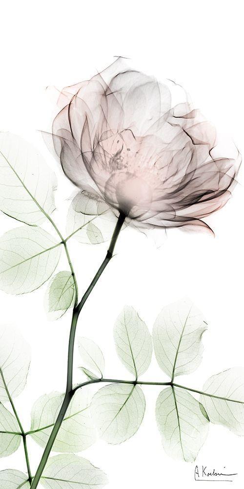 Image Only
