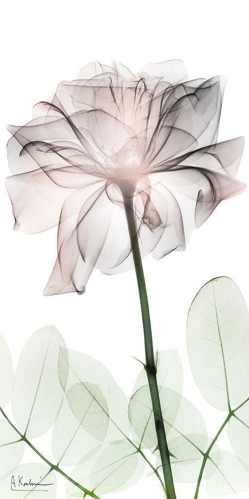 Image Only