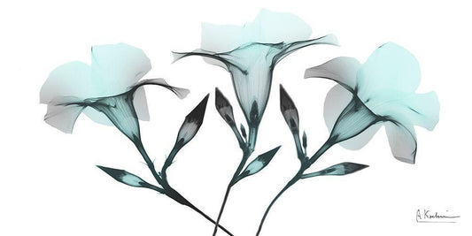 Image Only