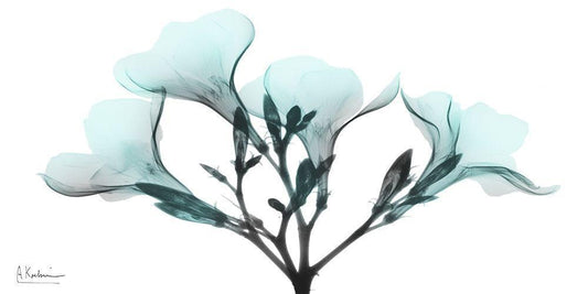 Image Only