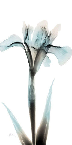 Sea Infused Iris 1 Black Ornate Wood Framed Art Print with Double Matting by Koetsier, Albert