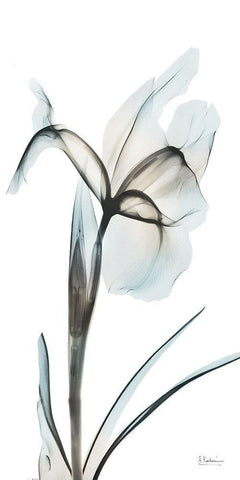 Sea Infused Iris 2 White Modern Wood Framed Art Print with Double Matting by Koetsier, Albert