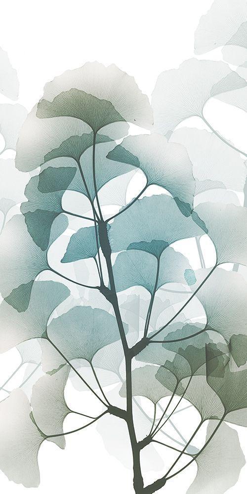 Image Only