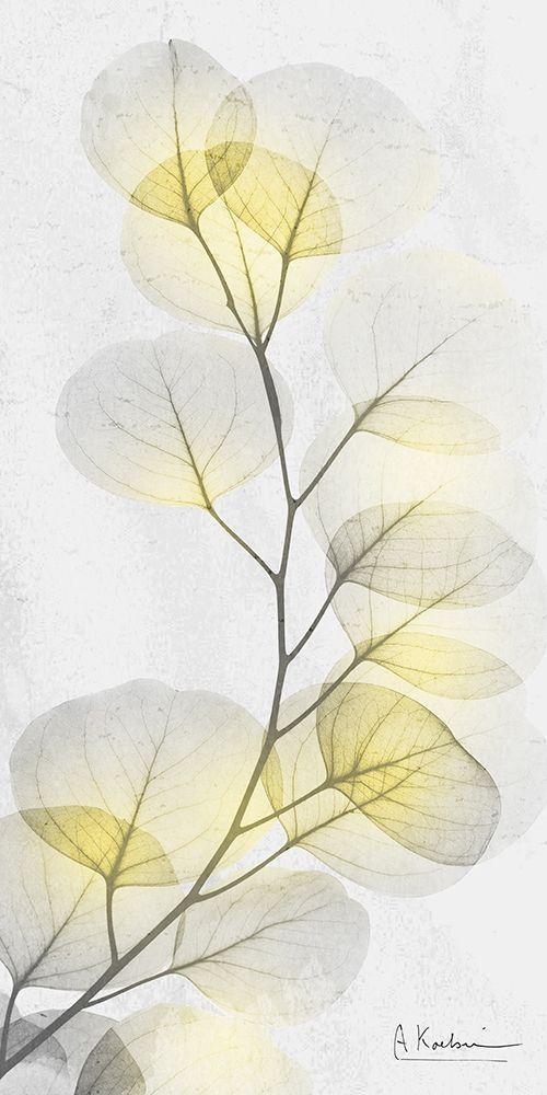 Image Only
