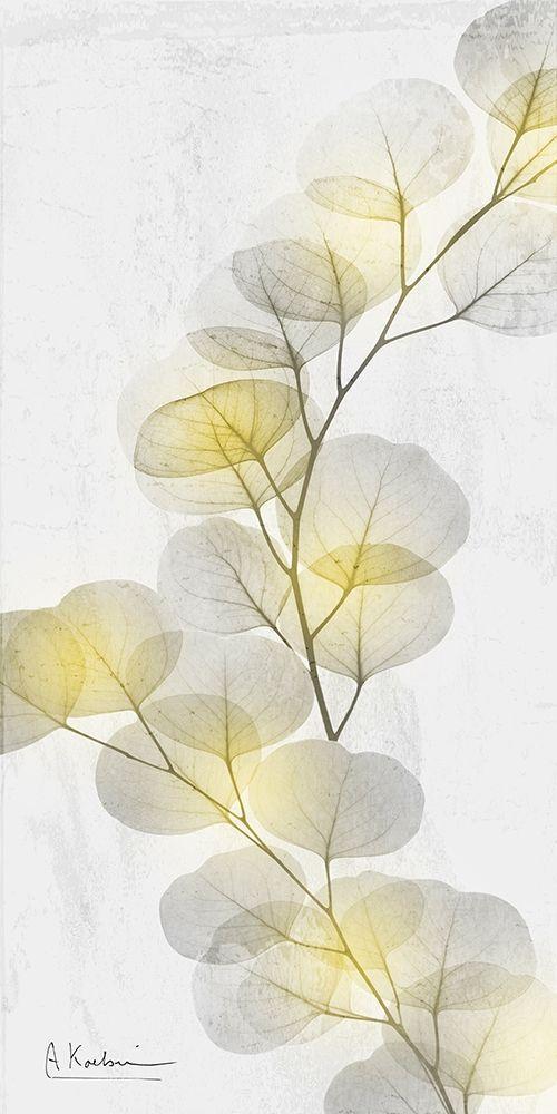 Image Only